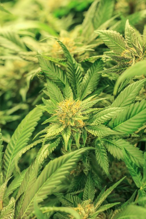 Flo OG Cannabis Strain | Colorado Harvest Company