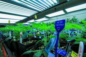 Colorado Harvest Company METRC Cannabis