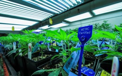 Colorado Harvest Company to Tackle Black Market Cannabis