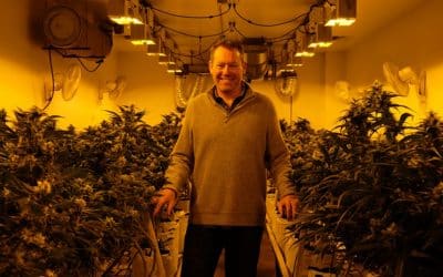 Colorado Harvest Company Has a Growing Reputation in the Cannabis Industry.
