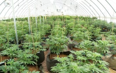Colorado marijuana companies brace for flood of cannabis from outdoor grows