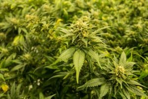 Colorado Cannabis Dispensary Grow