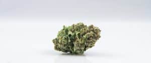 Blueberry Headband cannabis strain
