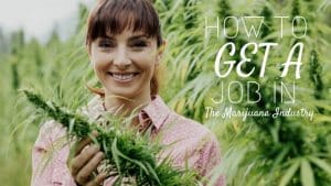how to get a job in the marijuana industry 1