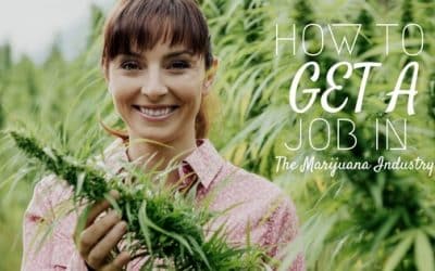 How to Get a Job in the Cannabis Industry