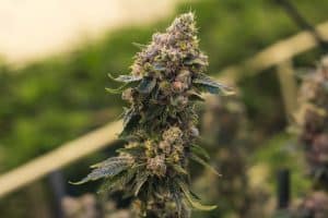 indoor cannabis plant colorado harvest company