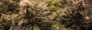 organically grown cannabis colorado harvest company dispensary