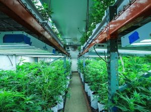 Colorado Cannabis Company Grow