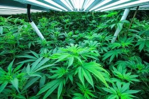 Colorado Harvest Company Cannabis Dispensary