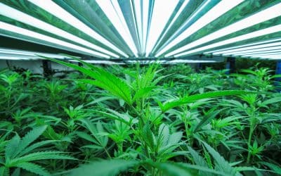 As the debate on marijuana legalization continues, Michiganders look at Colorado