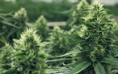 Top Cannabis Strains In Colorado