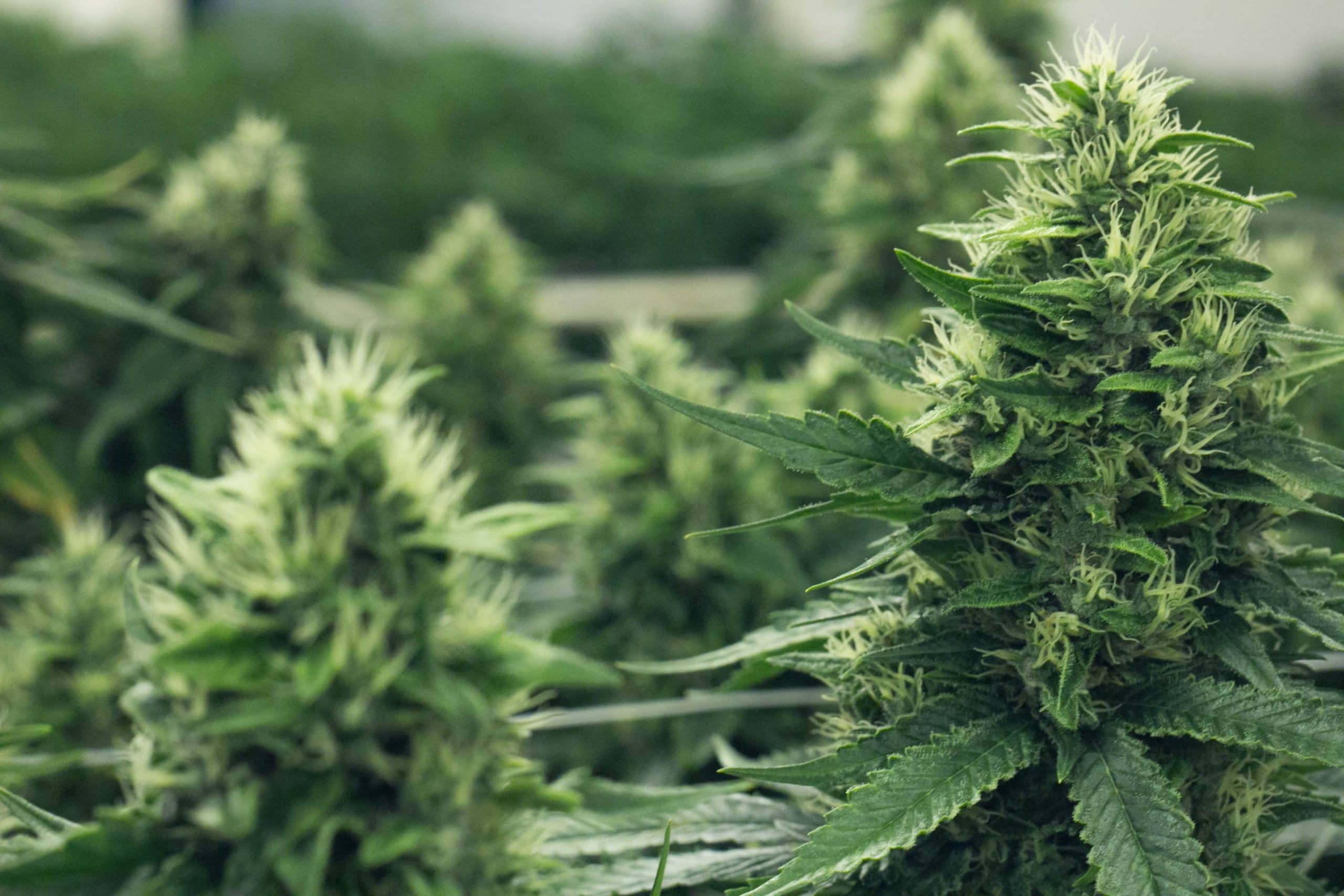 Top Cannabis Strains In Colorado - Colorado Harvest Company