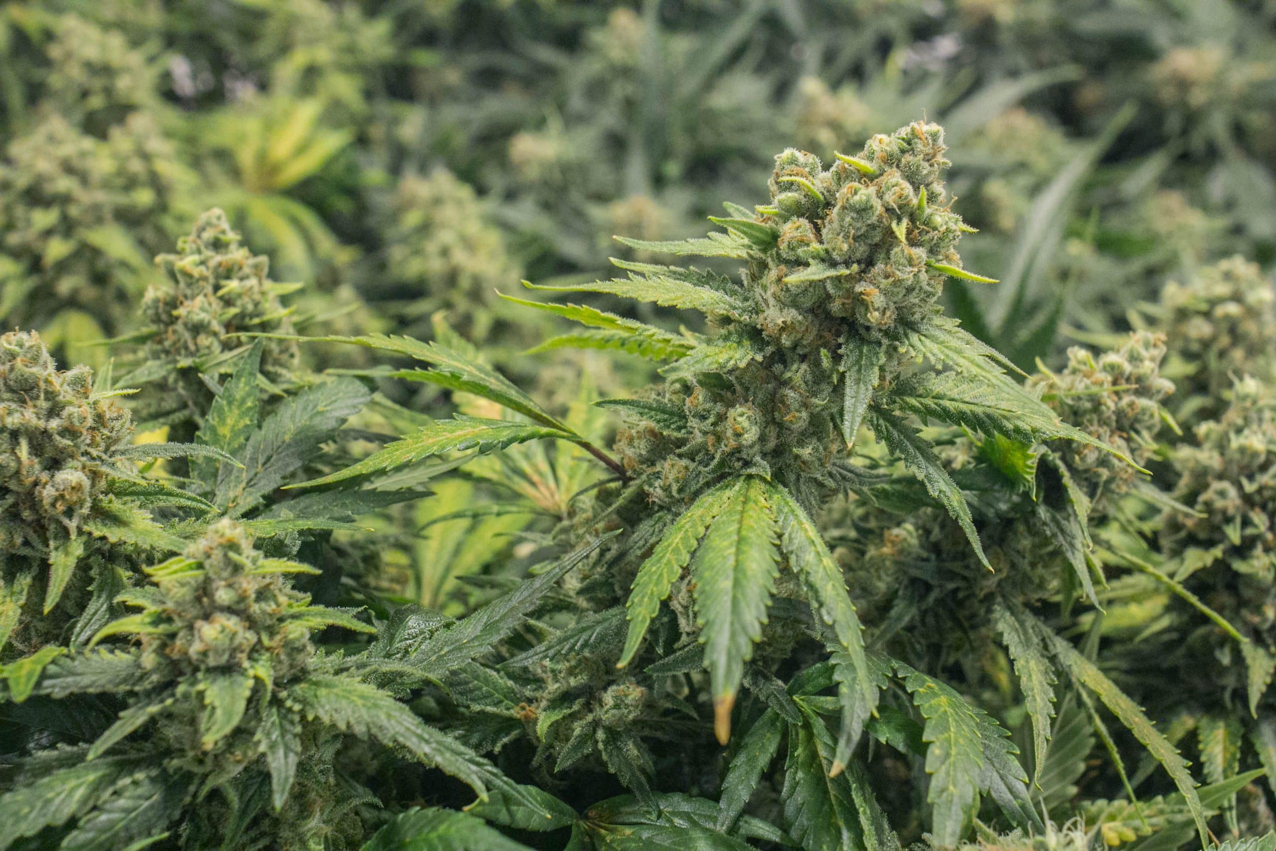 Natural Cannabis Colorado - Recreational