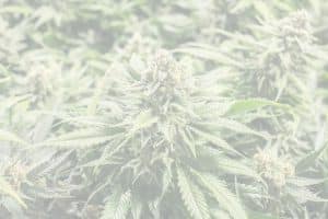 Colorado Cannabis Dispensary
