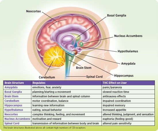 NIDA10 INS2 THC Brain v1