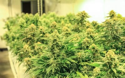 Recreational Cannabis VS Medical Cannabis