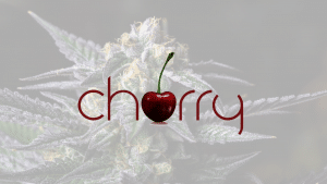 cherry premium cannabis flower