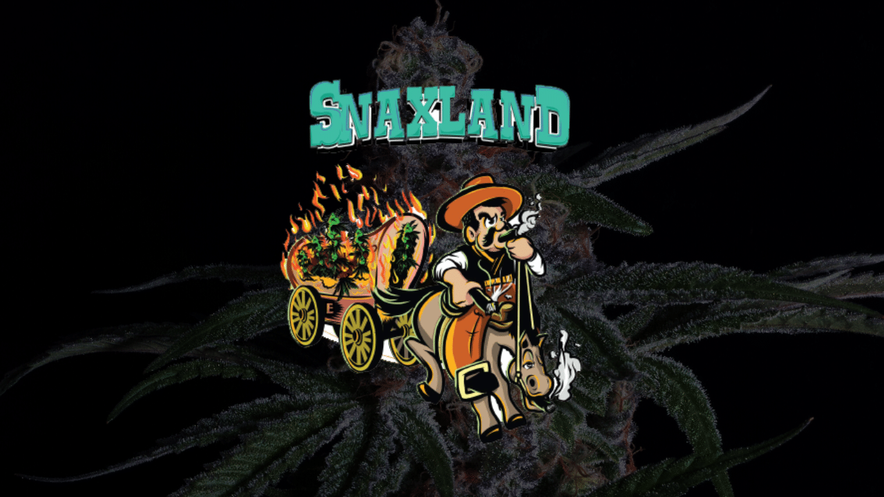 snaxland cannabis flower