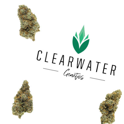 Clearwater Genetics – Recreational Cannabis