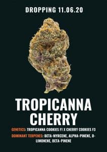 Tropicanna Cherry