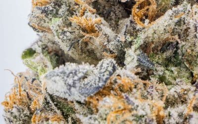 List Of Terpenes Found In Cannabis