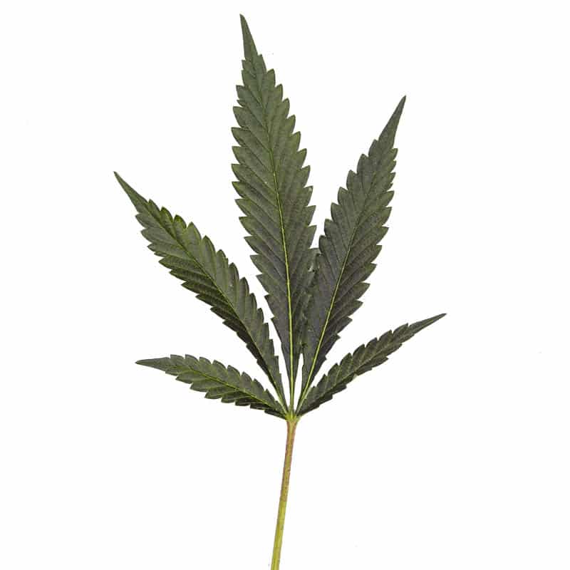 Grape Cream Pie cannabis Leaf