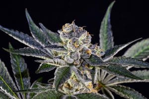 Exotic Cannabis By Colorado Harvest Company