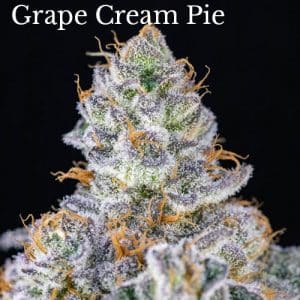 Grape Cream Pie square