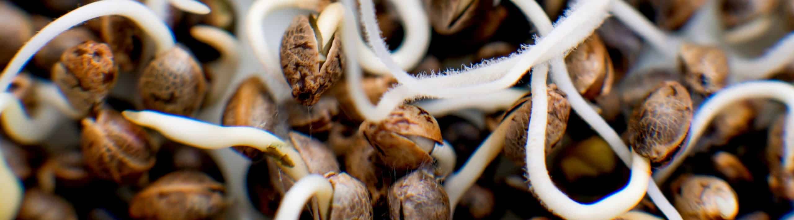 How To Germinate Marijuana Seeds