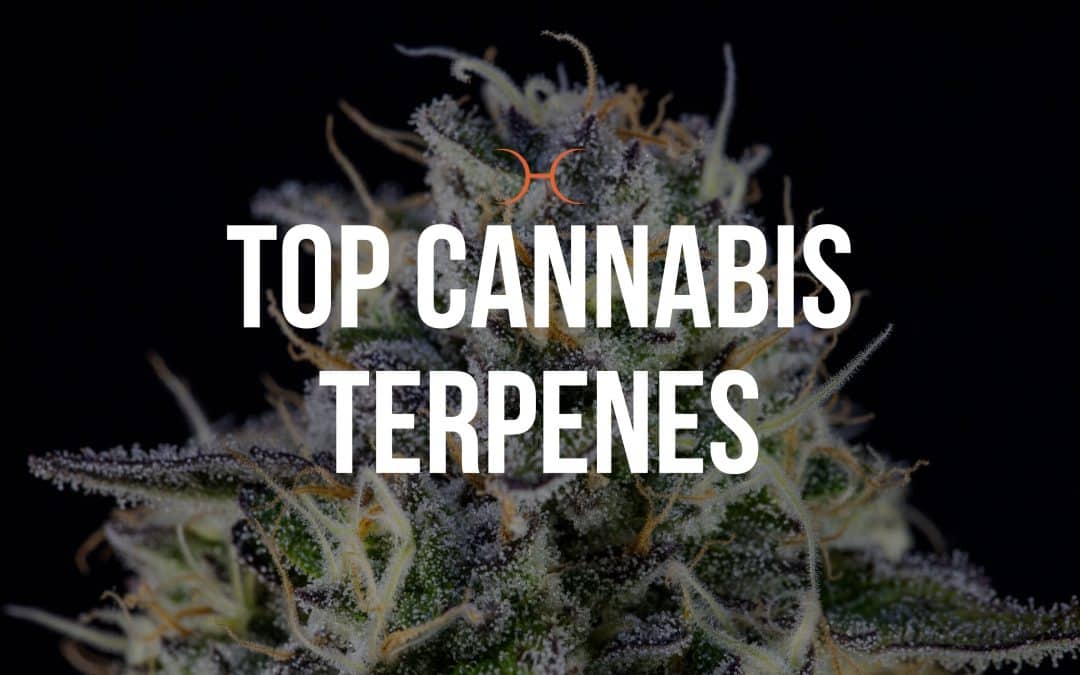 Top Cannabis Terpenes