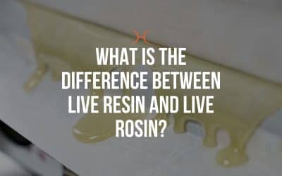 What Is The Difference Between Live Resin and Live Rosin?