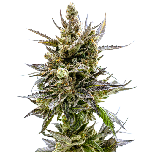 Home 6 Colorado Harvest Company Grow