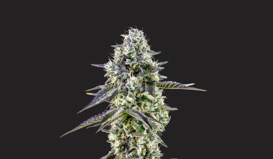How Much Cannabis Can You Buy In Colorado