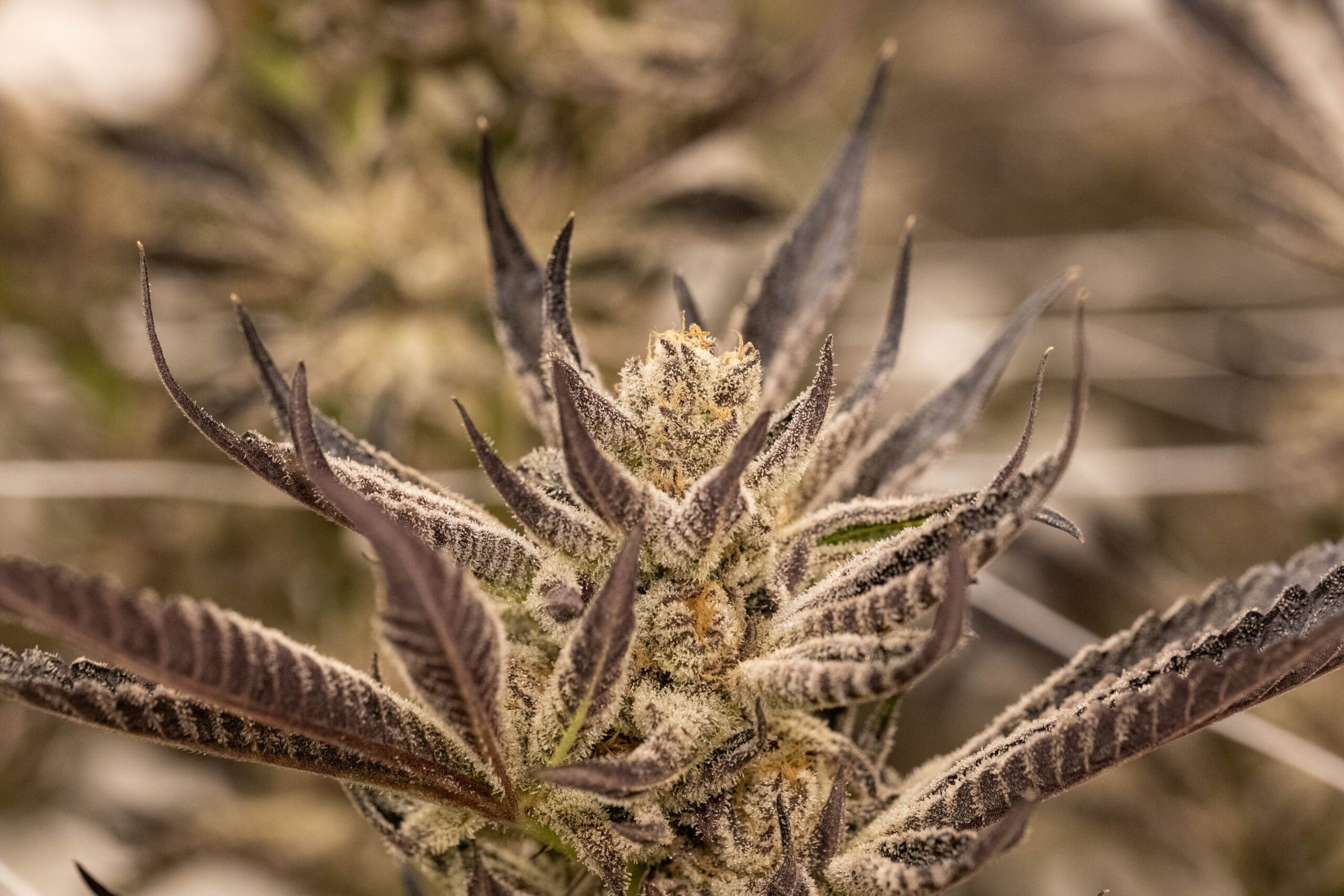 Colorado Recreational Cannabis Laws 2026