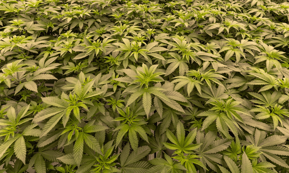 Denver Cannabis Tourist Questions